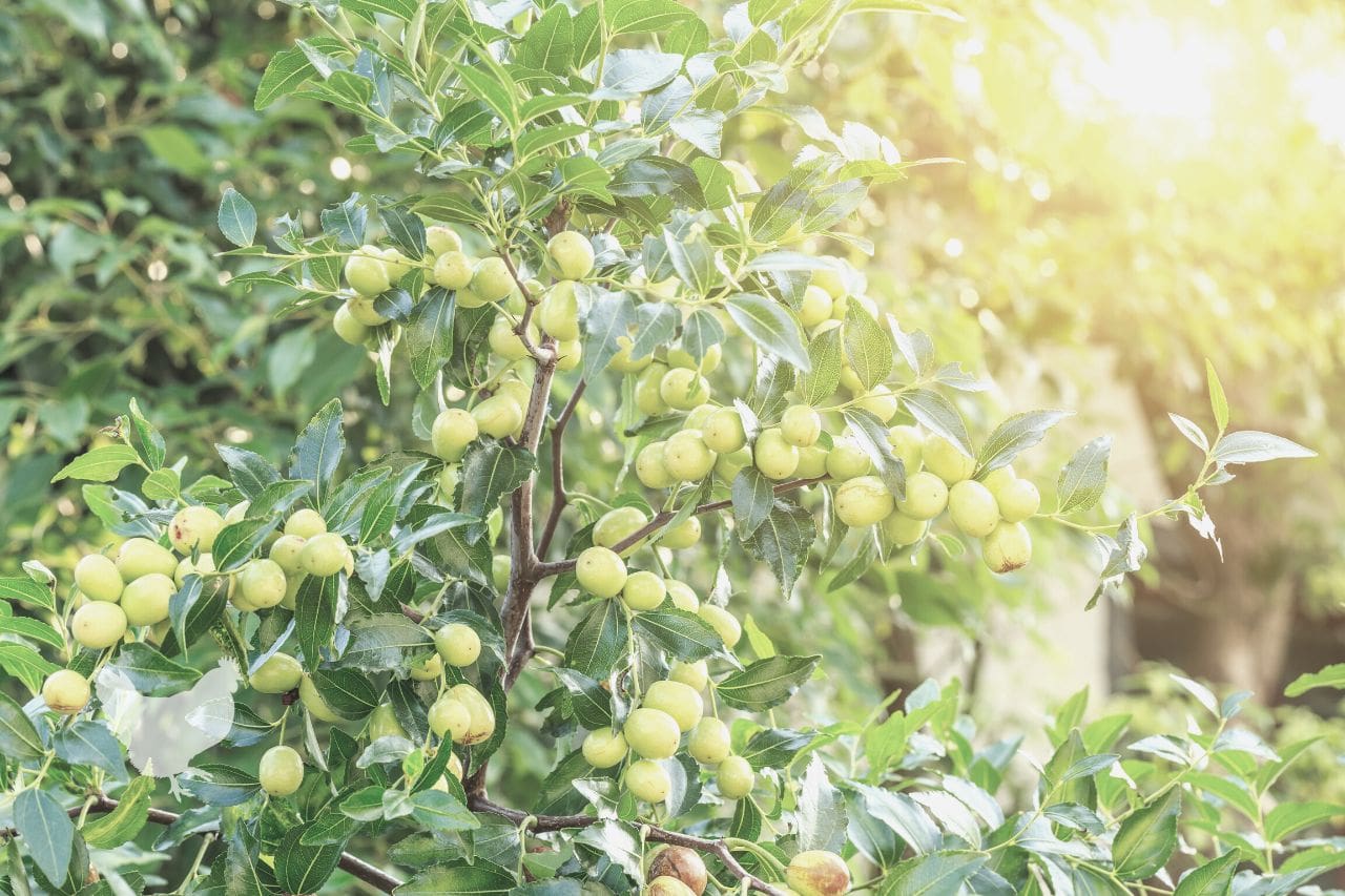 How To Revive A Dying Jujube Tree? — Farm & Animals