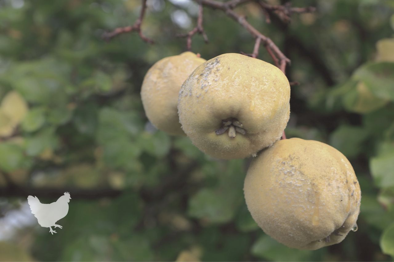 Why Is My Quince Tree Dying? — Farm & Animals