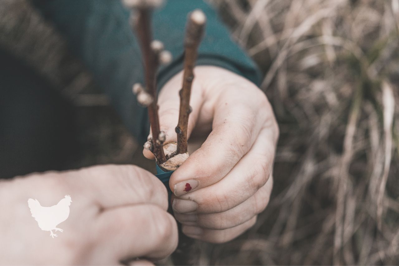 How To Graft A Quince Tree? — Farm & Animals