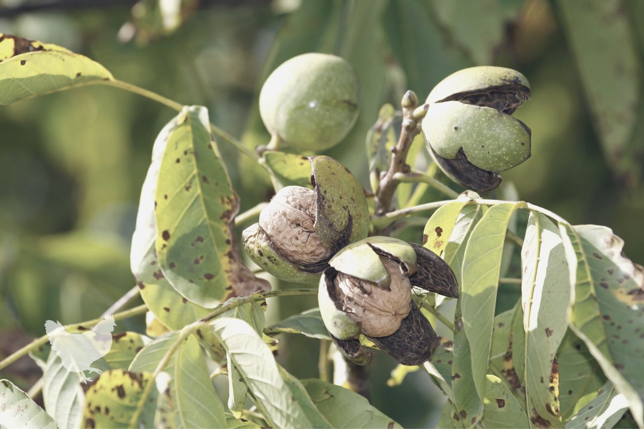 Types Of Walnut Trees A Comprehensive Guide — Farm & Animals