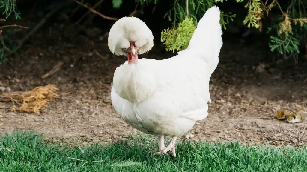9 Chicken Breeds With Feathers on Feet How to Care For Them? Farm