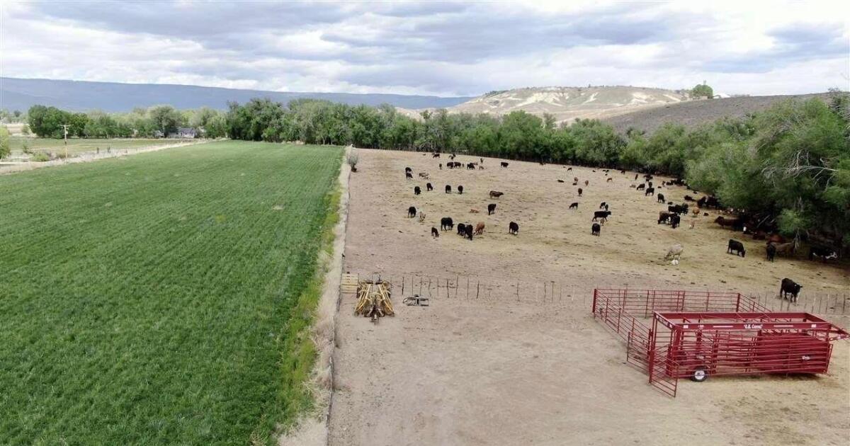 Irrigated Acres for Sale in Austin, CO Delta County Farm & Ranch