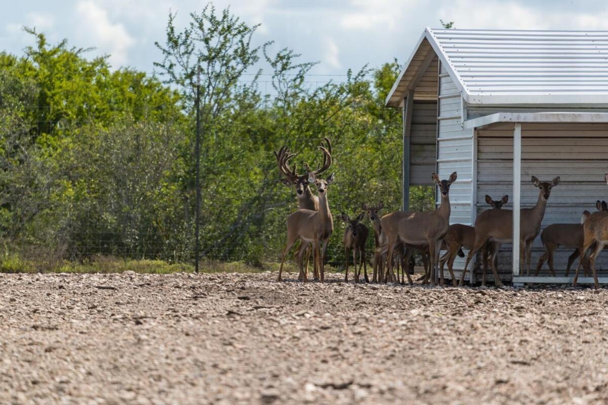 El Cerrito Ranch for Sale in Berclair, TX Goliad County Farm & Ranch