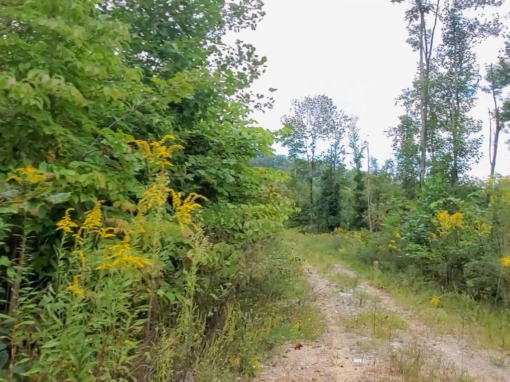 Rockcastle 7 Country Tracts Tennessee Land for Sale for Sale in Jamestown, TN Fentress