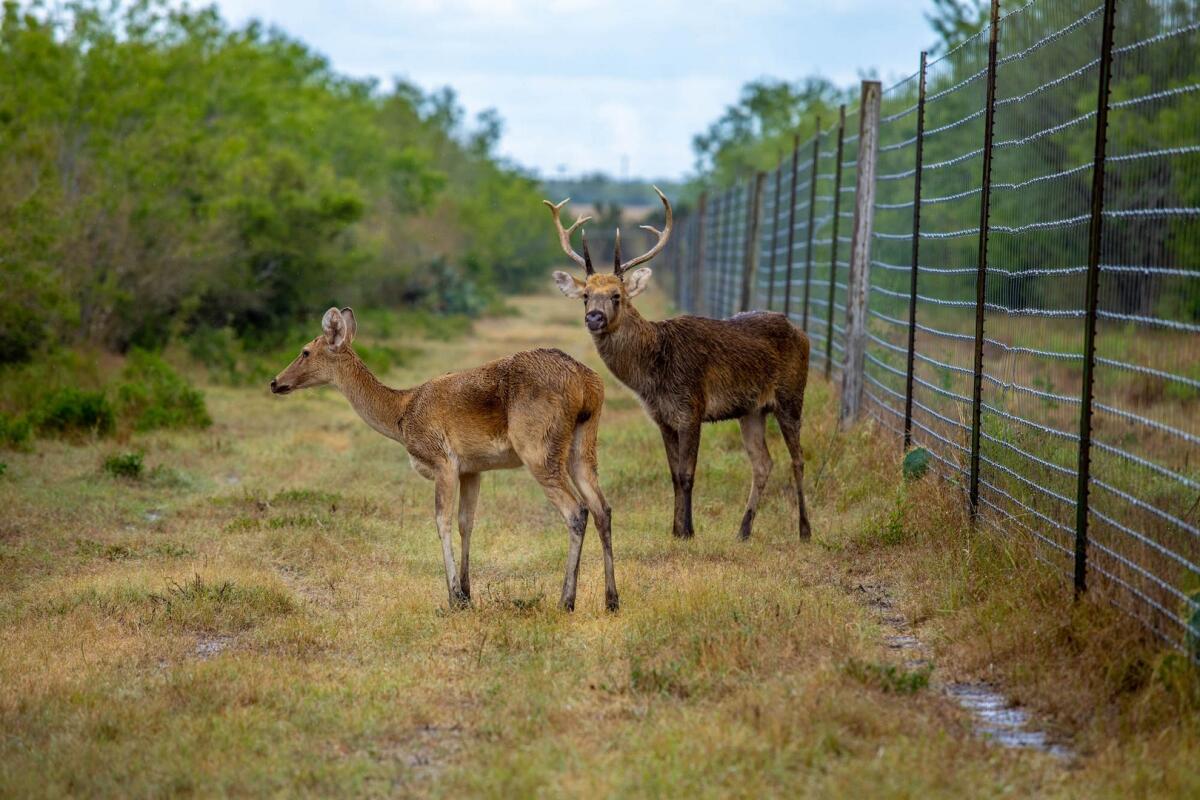 Exotic Hunting Ranch for Sale in Gillett, TX Karnes County Farm & Ranch