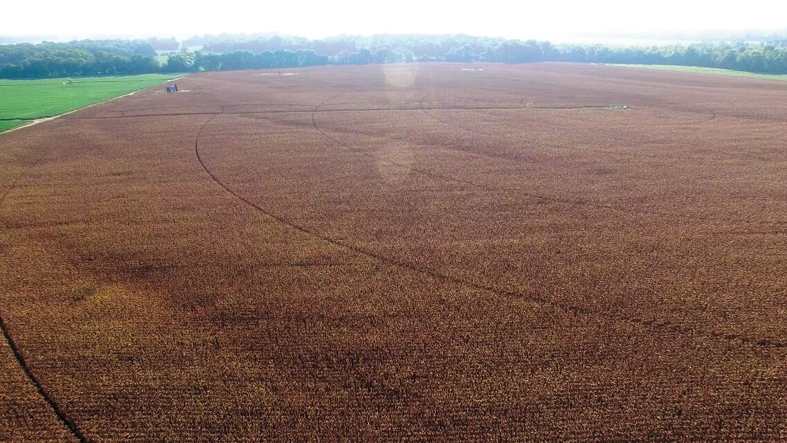 White County, IL Land Auction for Sale in Phillipstown Farm & Ranch