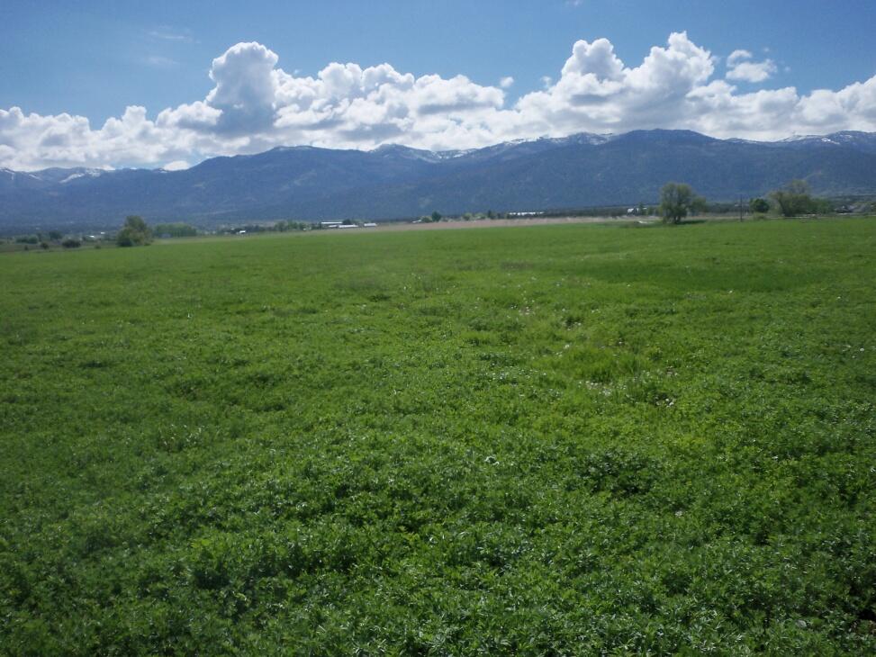 Spring City Hay Farm for Sale in Spring City Farm & Ranch