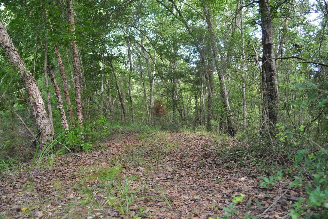 Affordable & Accessible Hunting Land w/ Pond & Utilities for Sale in Fairfield, TX Freestone