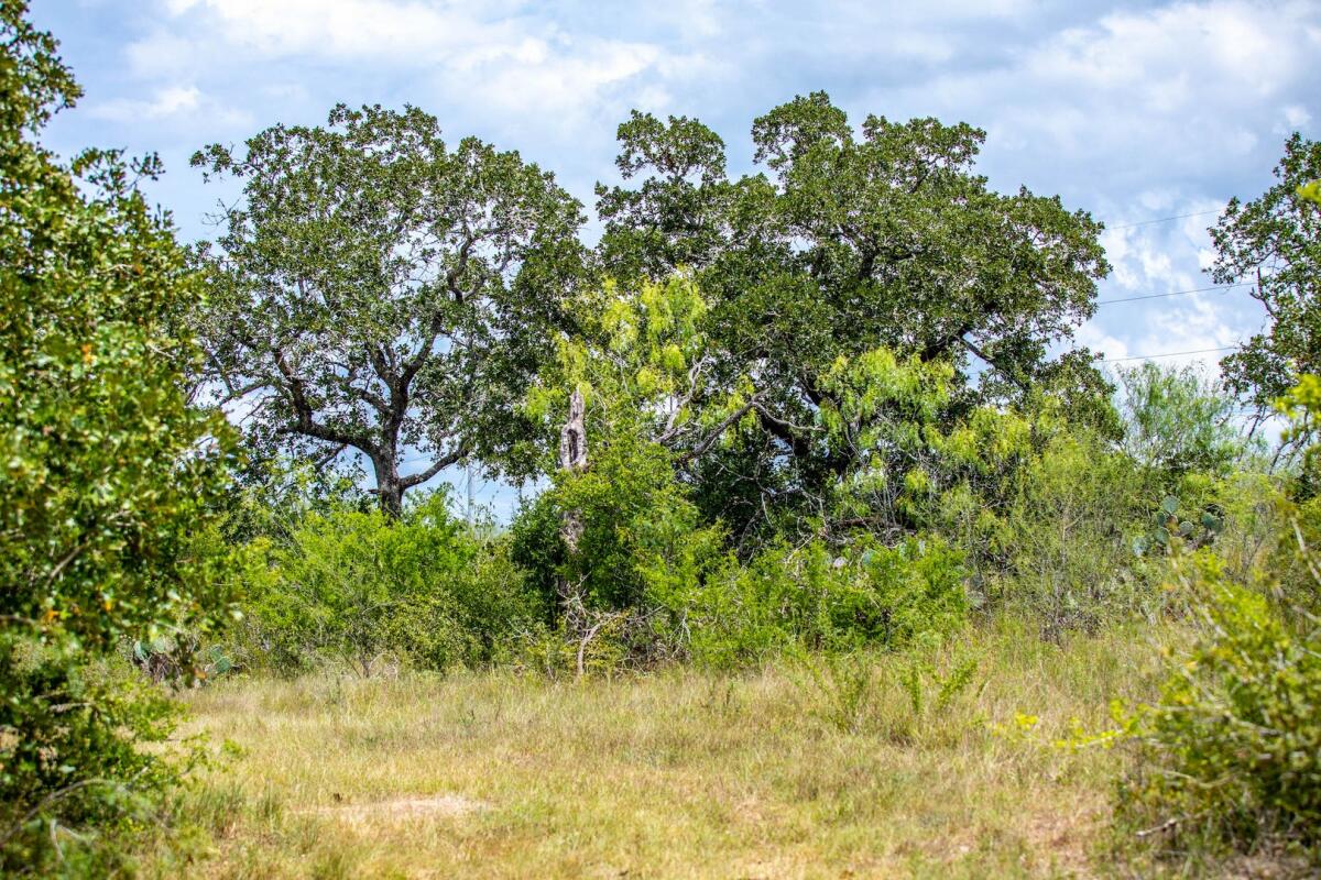 Exotic Hunting Ranch for Sale in Gillett, TX Karnes County Farm & Ranch