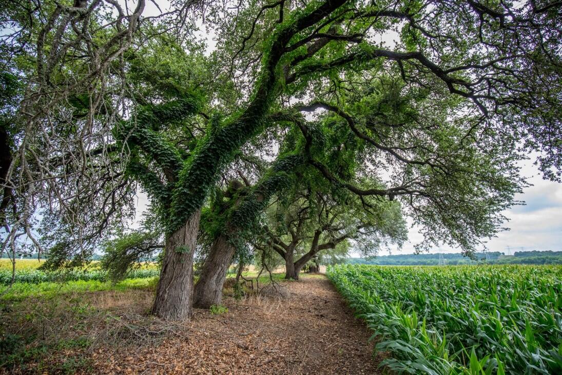 Revenue Generating Riverfront Farm for Sale in Belton, TX Bell County