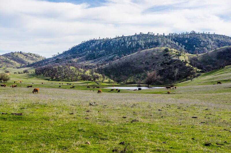 Cortina Ridge West for Sale in Stonyford Farm & Ranch