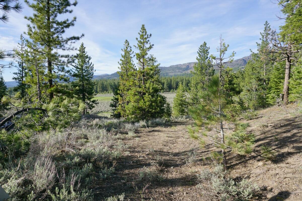 Sweet Grass Lane Dixie Valley, CA Plumas County Land for Sale