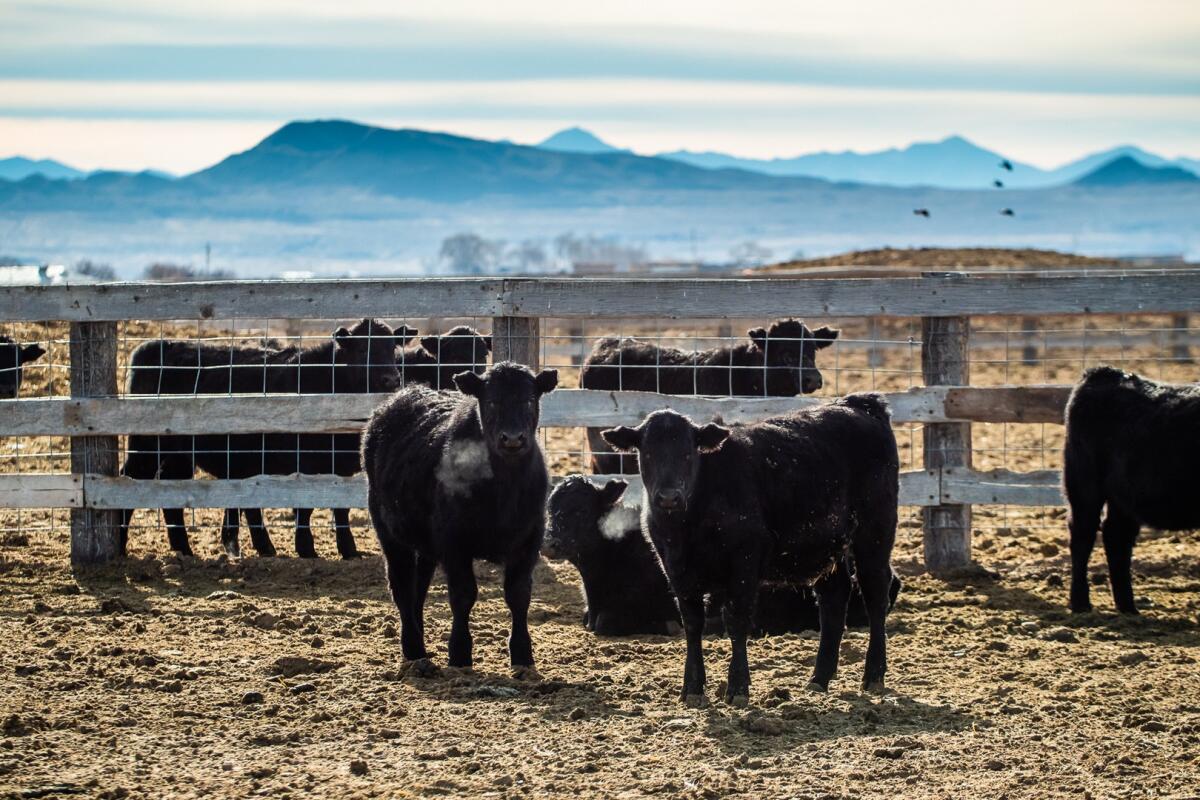 Monroe Land & Livestock for Sale in Lovelock, NV Pershing County