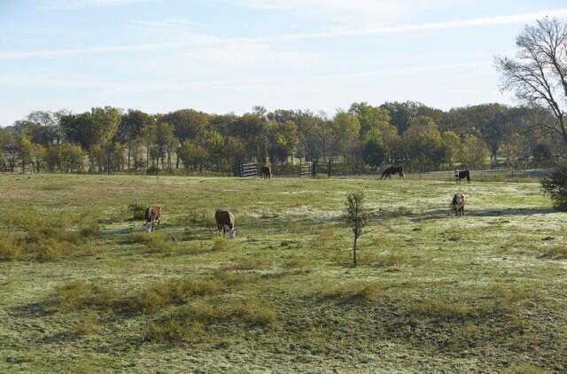 Texas Ranch Princeton, TX Collin County Land for Sale