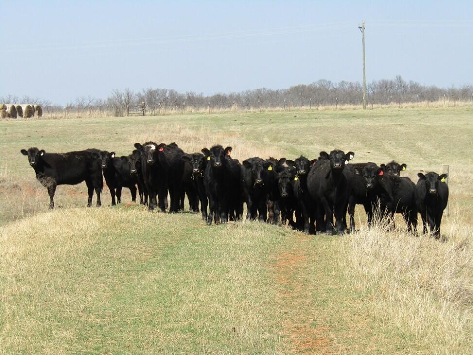 Garvin Co 570rb for Sale in Pauls Valley, OK Garvin County Farm