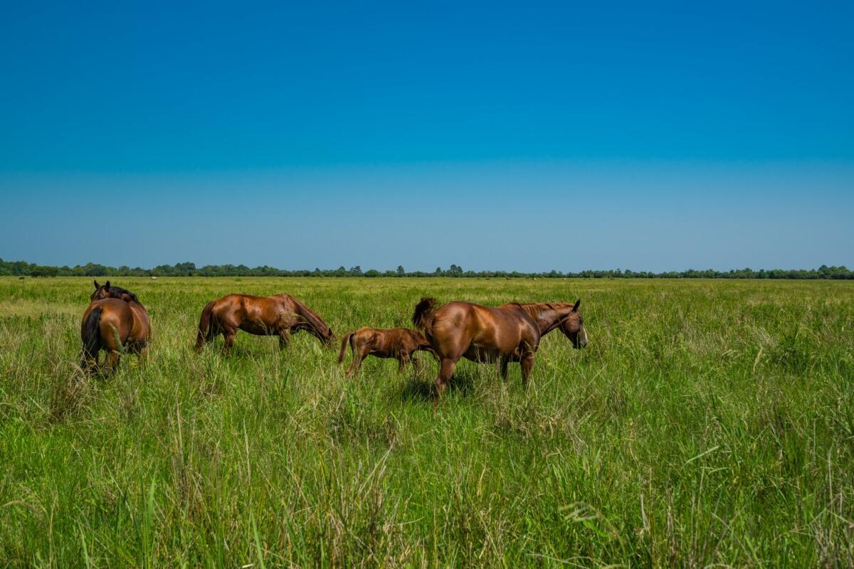7L Ranch for Sale in Devers, TX Liberty County Farm & Ranch
