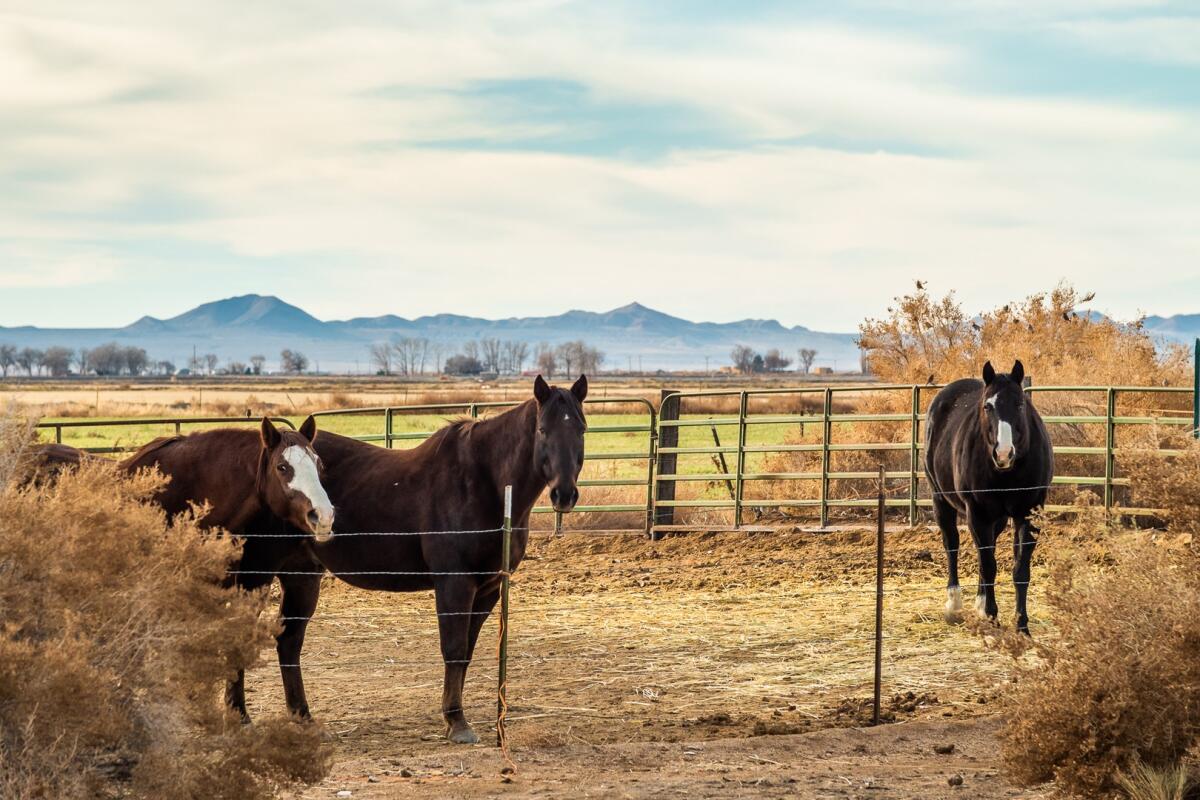 Monroe Land & Livestock for Sale in Lovelock, NV Pershing County
