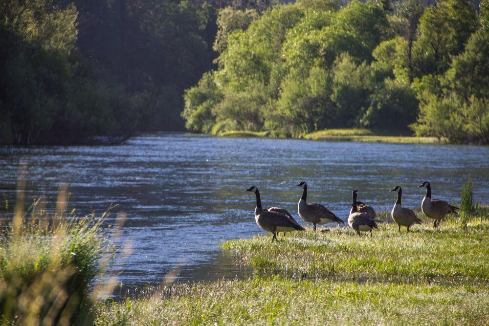 Indian Creek Lodge for Sale in Douglas City, CA Trinity County Farm