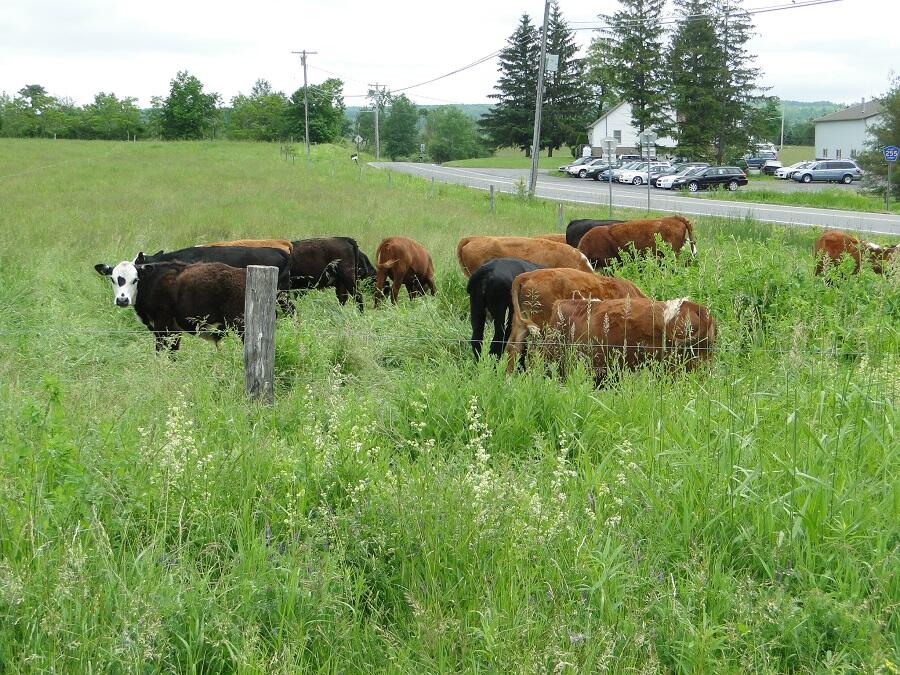 Gordon Farms Certified Organic Beef Cattle Farm for Sale in Knox
