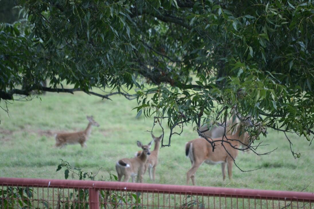 Bryan County High Point Ranch 30rb for Sale in Durant, OK Bryan