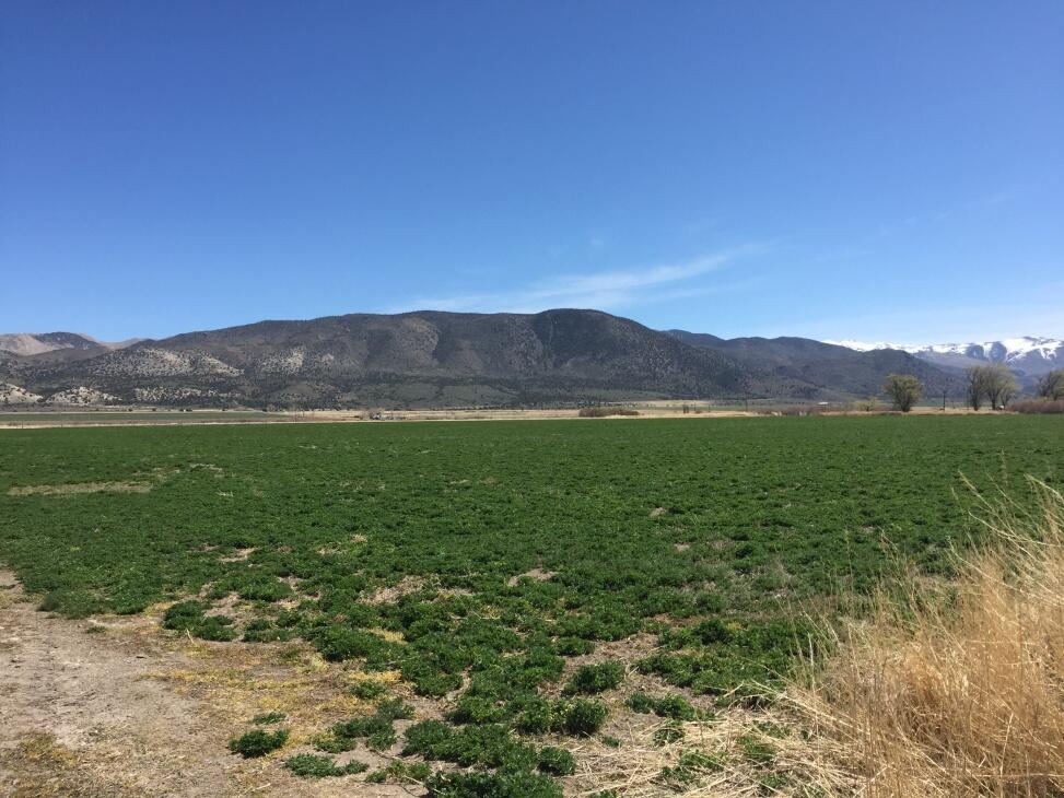 Curti Farm for Sale in Coleville Farm & Ranch