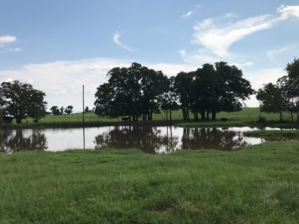 173 acres in Milam County Views, Creek, Productive Pastures, 3 Stock