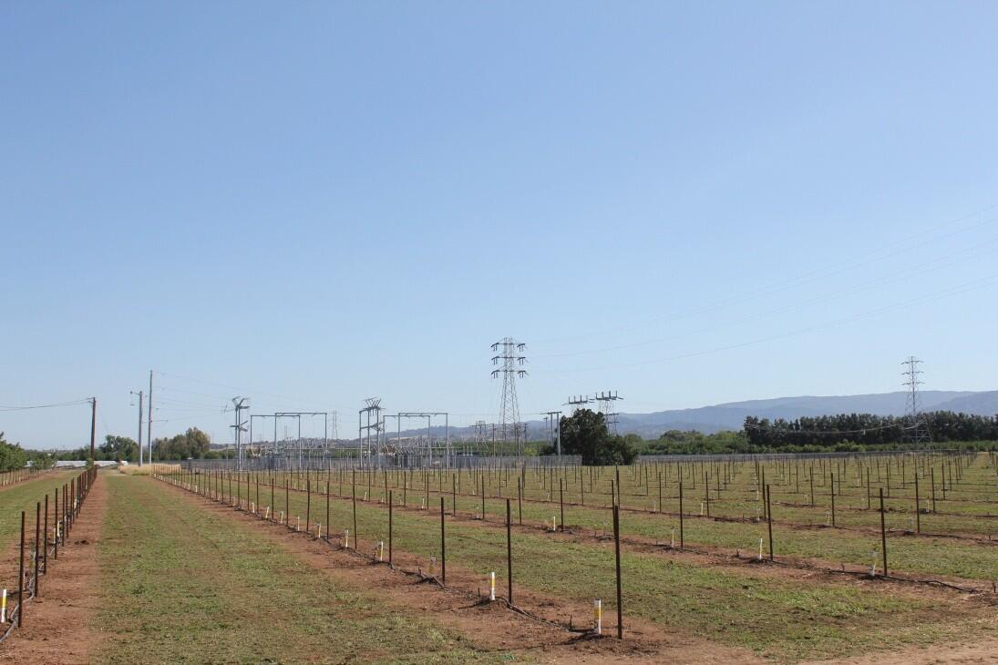 Winters Walnut Orchard for Sale in Winters, CA Yolo County Farm & Ranch