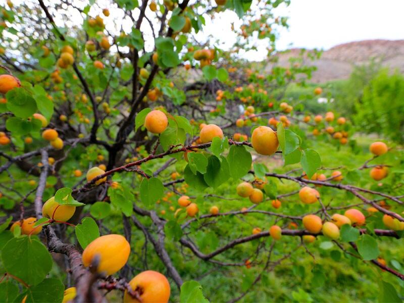 Historical Ranch in McElmo Canyon for Sale in Cortez Farm & Ranch