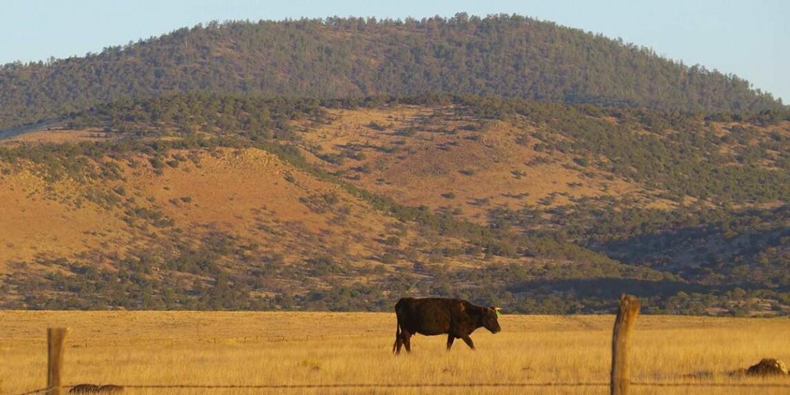 Luera Ranch for Sale in Magdalena, NM Catron County Farm & Ranch