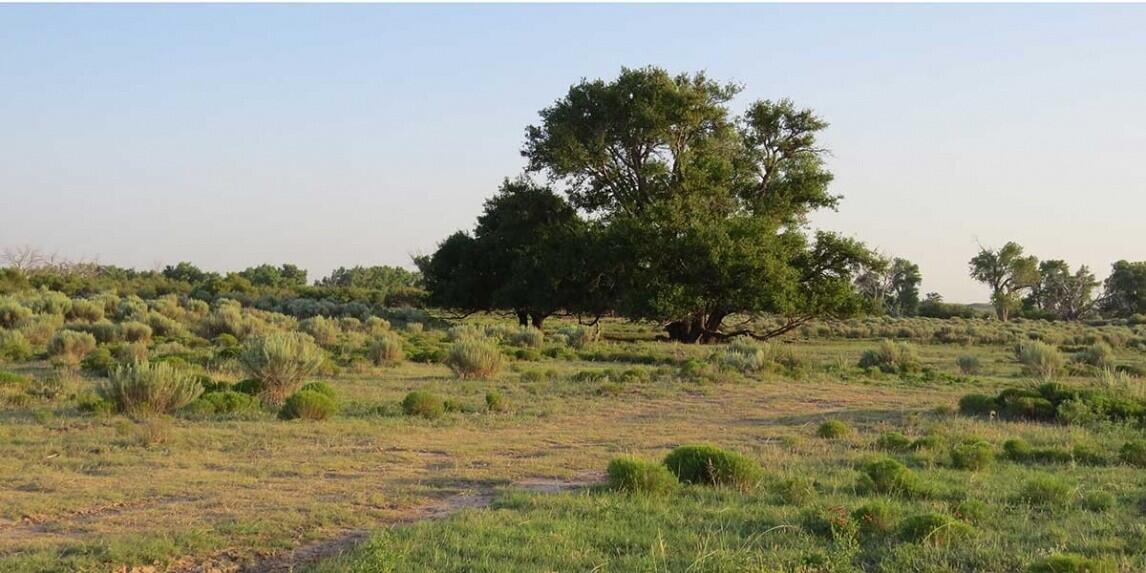 White Ranch for Sale in Walsh, CO Baca County Farm & Ranch