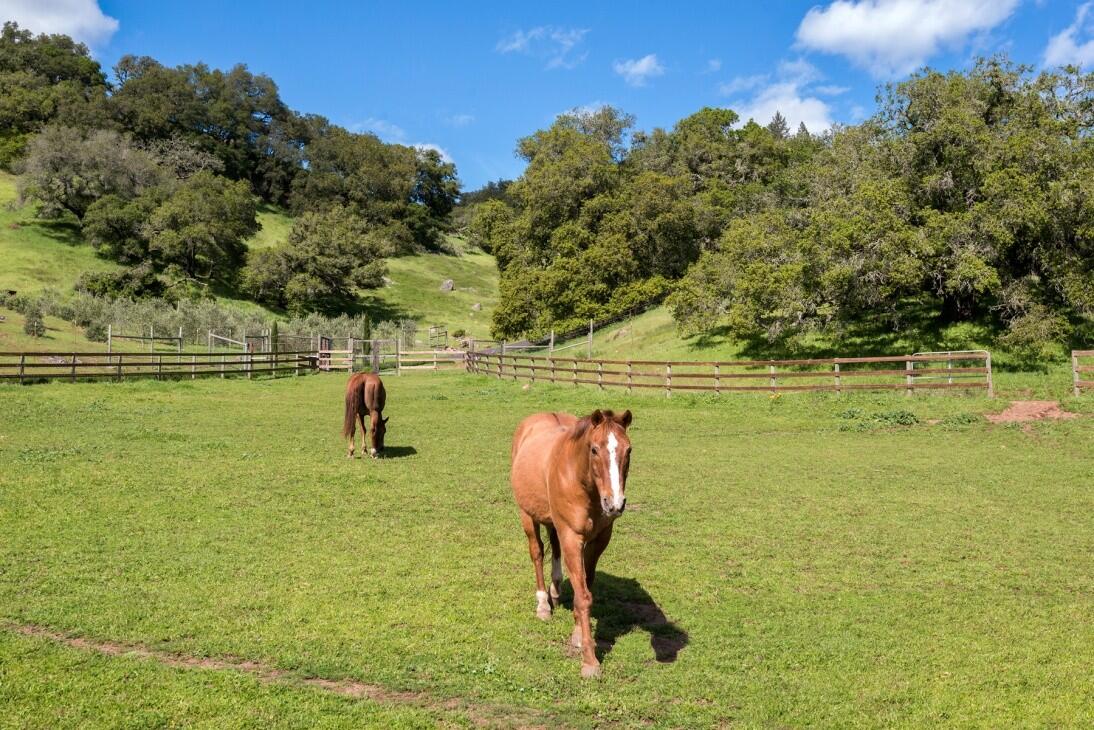 Spectacular Sonoma County CA Equestrian or Vineyard Estate for Sale in