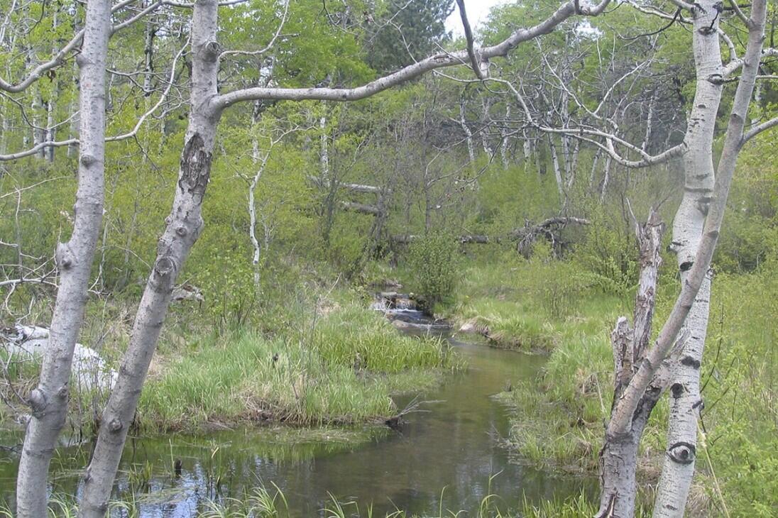 Beartooth Mountain Ranch for Sale in Fishtail, MT Stillwater County