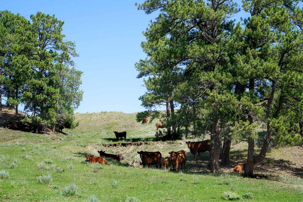 Bradbury Comanche Ranch for Sale in Kiowa, CO Elbert County Farm