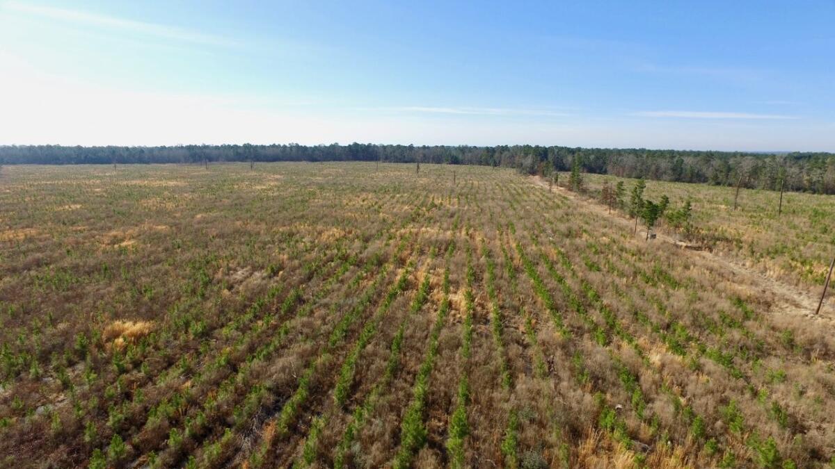 Trinity Pines for Sale in Carlisle, TX Trinity County Farm & Ranch