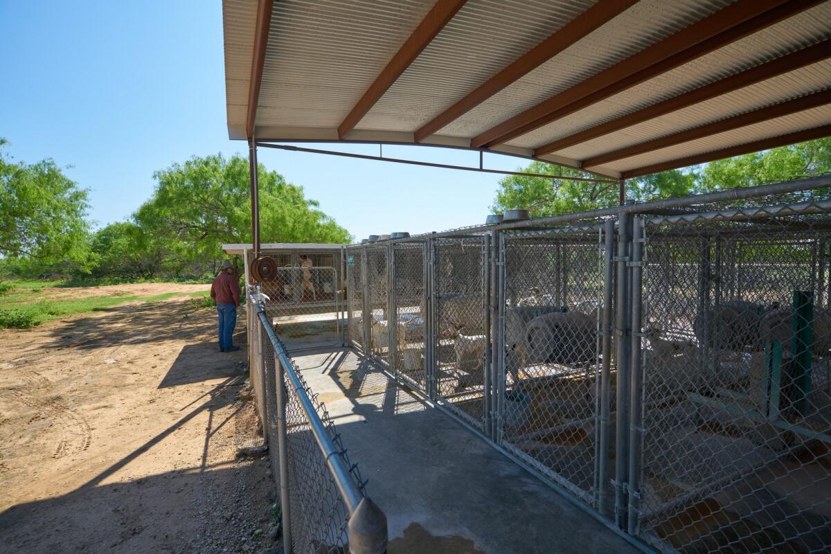 La India Ranch for Sale in Realitos, TX Farm & Ranch