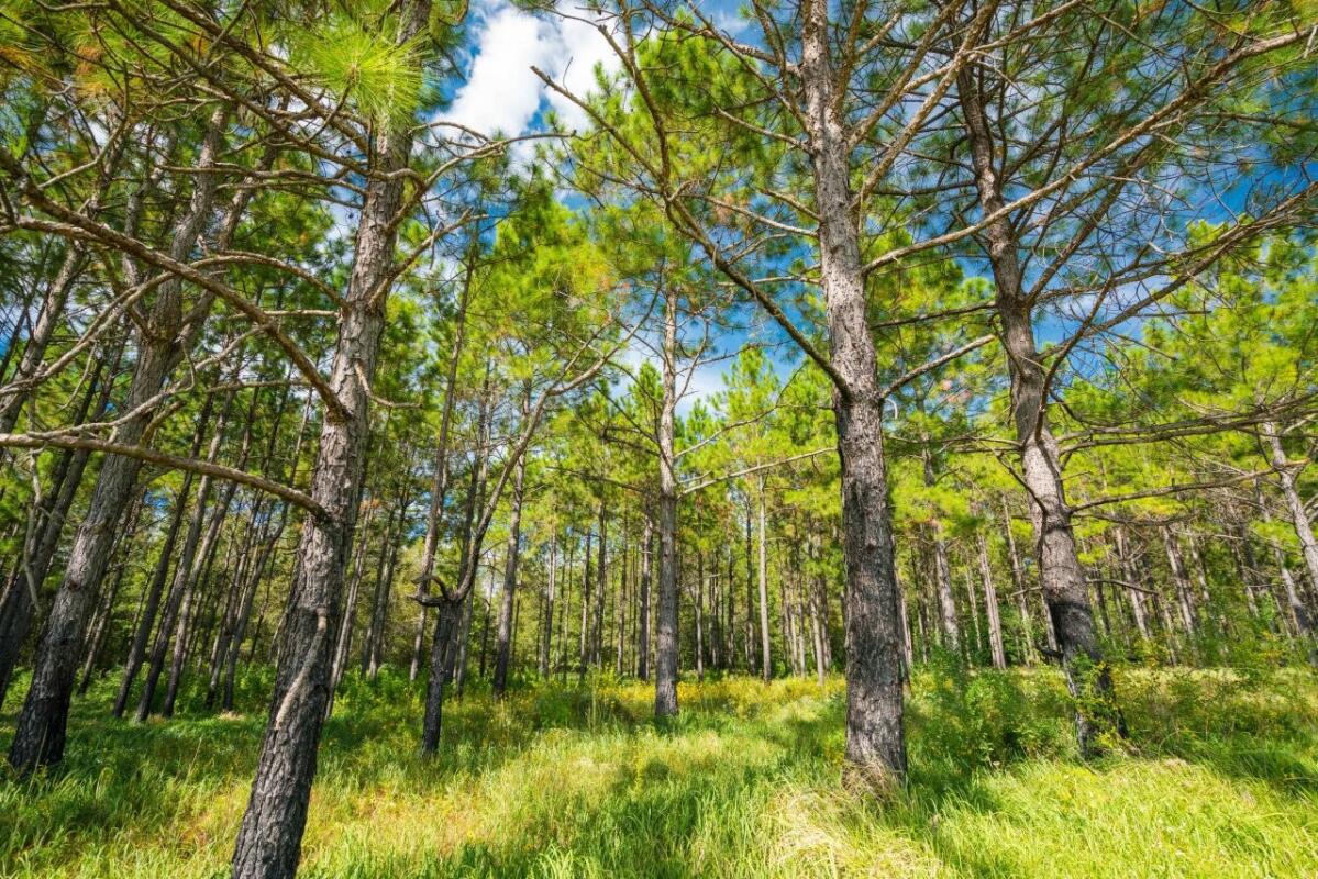 Hickory Creek Farm for Sale in Caesar, MS Hancock County Farm & Ranch