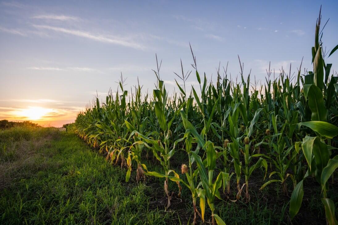 Bogata Farm for Sale in Bogata, TX Red River County Farm & Ranch