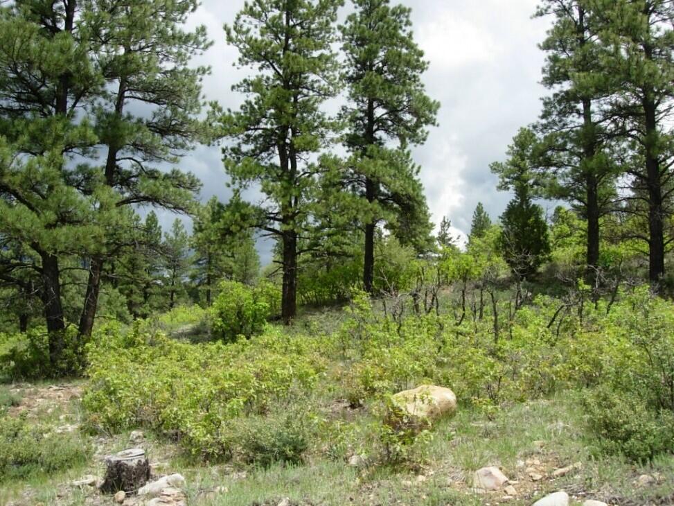 ELK PARK MEADOWS (MLS No. 732409) for Sale in Pagosa Springs, CO