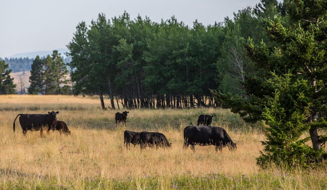 Eagle Creek Ranch for Sale in White Sulphur Springs, MT Meagher County Farm & Ranch