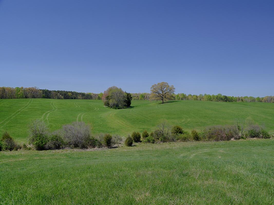 Oak Tree Farm Louisa, VA Louisa County Land for Sale Farm & Ranch
