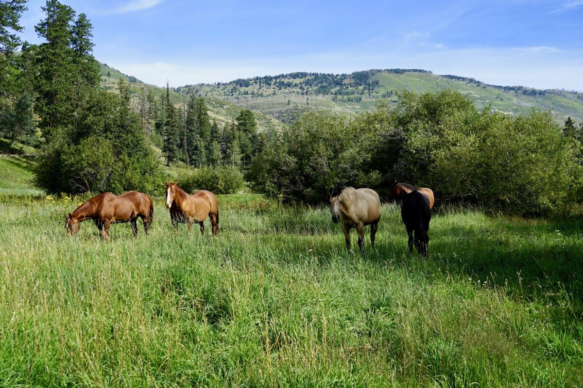 Cow Creek Ranch for Sale in Pecos, NM San Miguel County Farm & Ranch