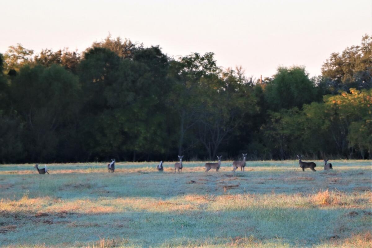 Quihi Creek Ranch for Sale in Hondo, TX Medina County Farm & Ranch