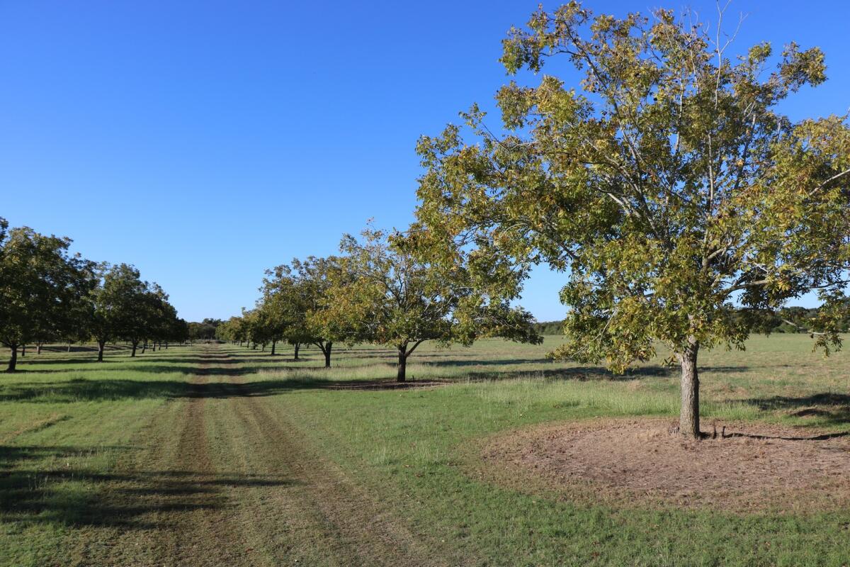 Quihi Creek Ranch for Sale in Hondo, TX Medina County Farm & Ranch