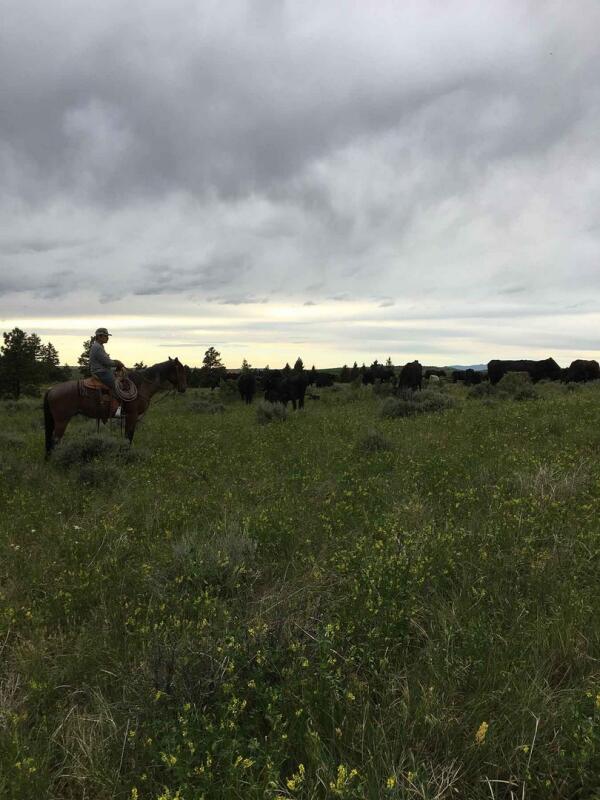 Lone Tree Cattle Ranch for Sale in Big Sandy, MT Chouteau County