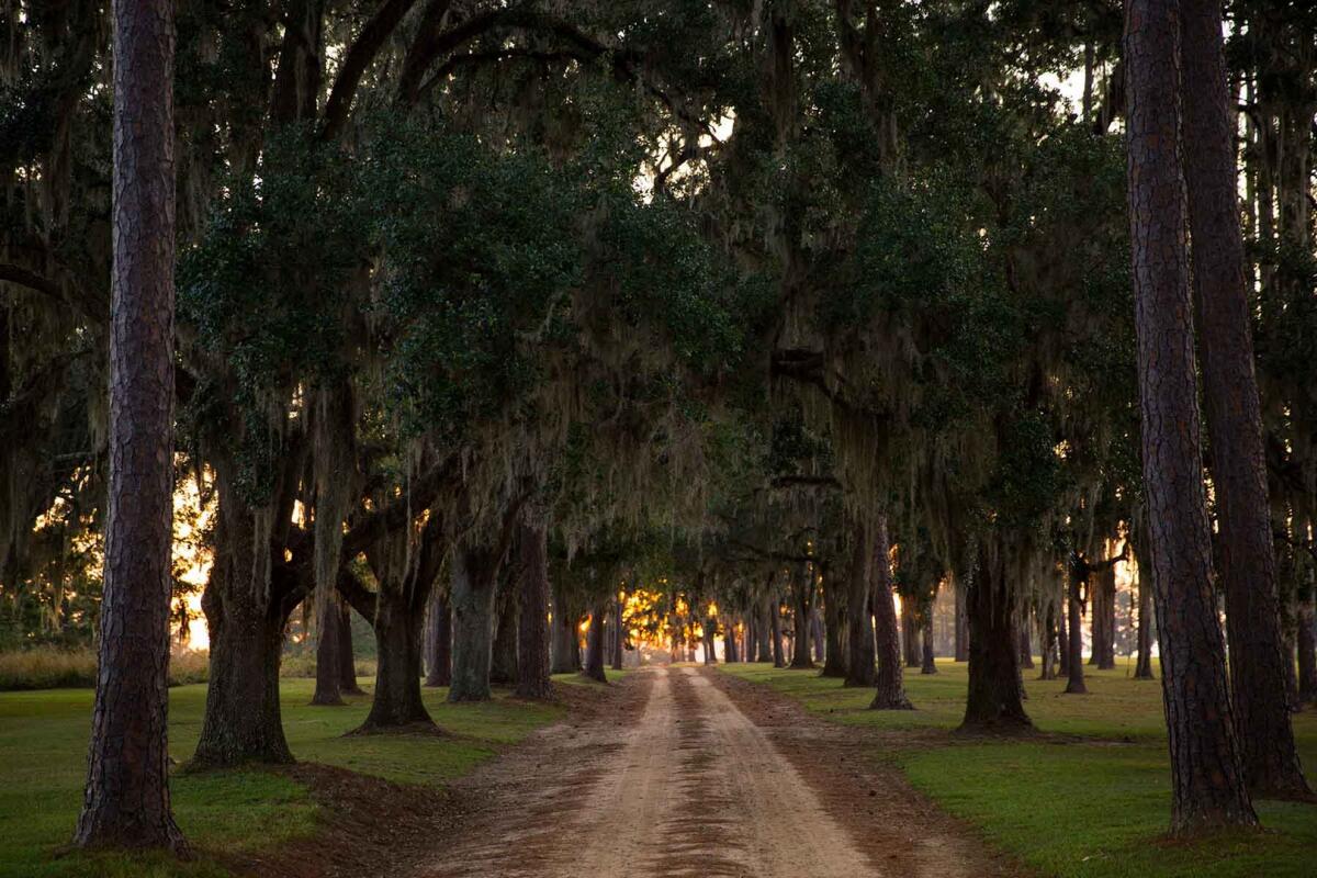 Loveridge Plantation for Sale in Miccosukee, FL Leon County Farm