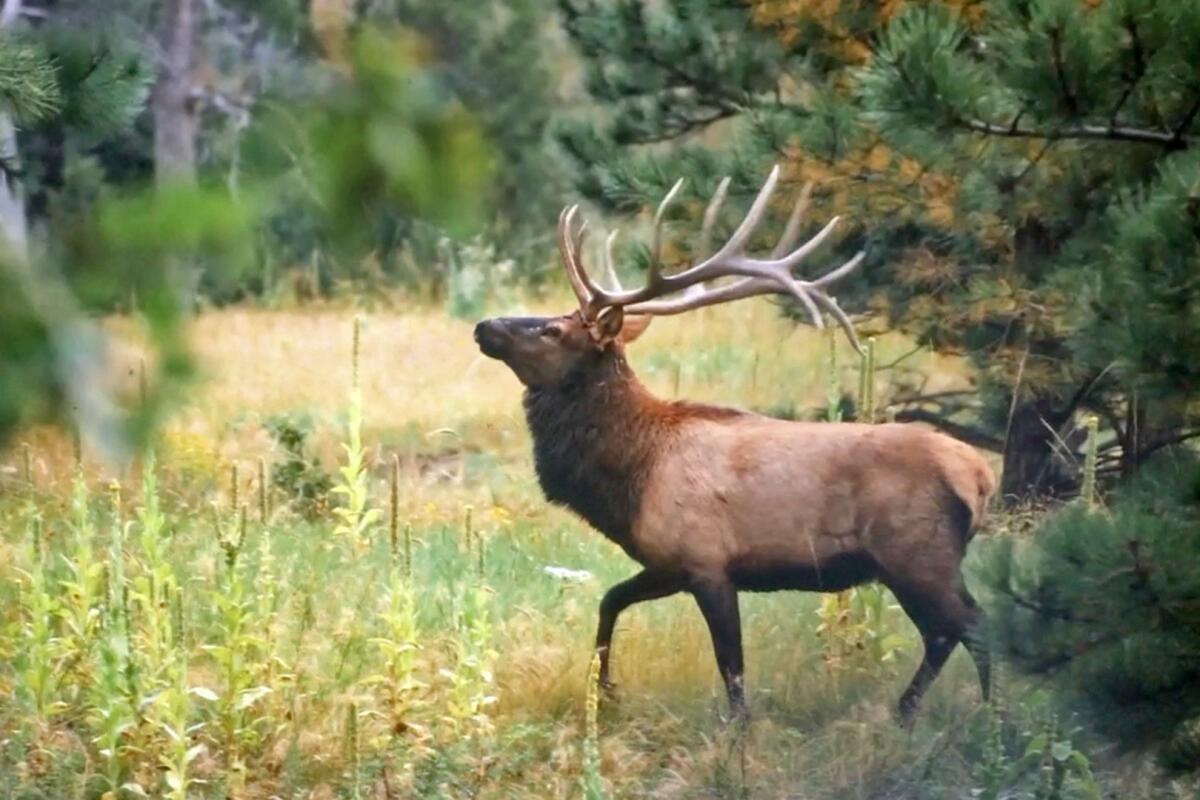 O'Neill Ranches for Sale in Trinidad, CO Las Animas County Farm & Ranch