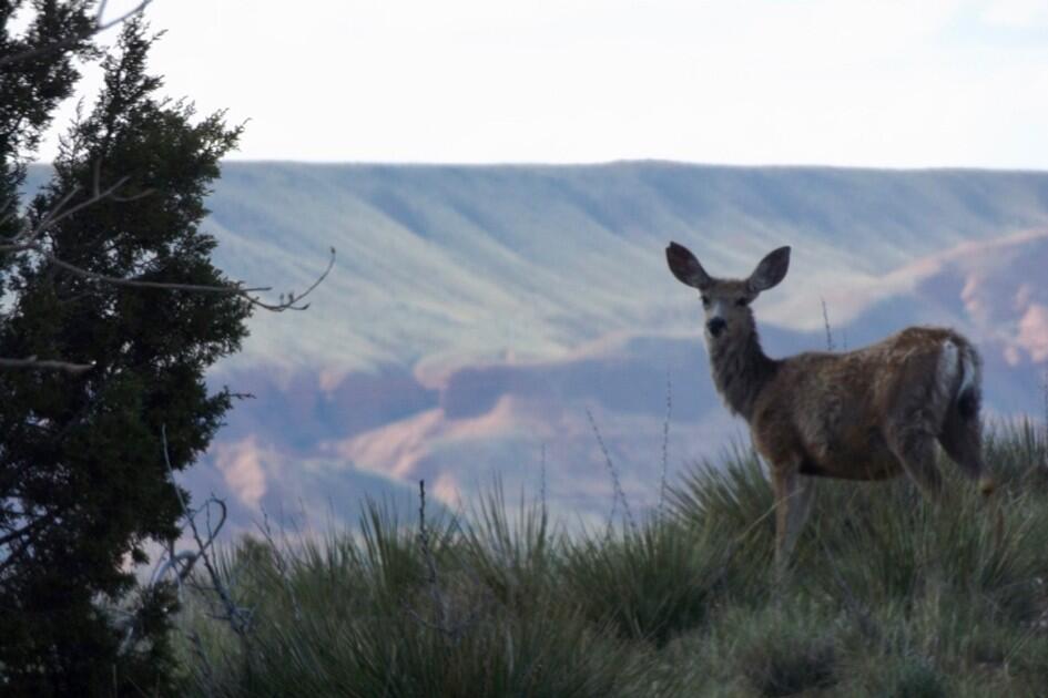 Paint Rock Canyon Ranch for Sale in Hyattville, WY Big Horn County