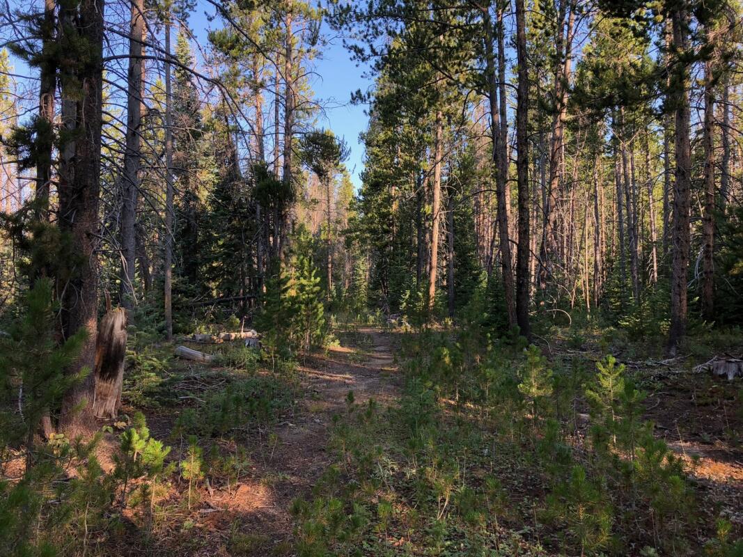 Somber Hill Acreage for Sale in Foxpark, WY Albany County Farm & Ranch