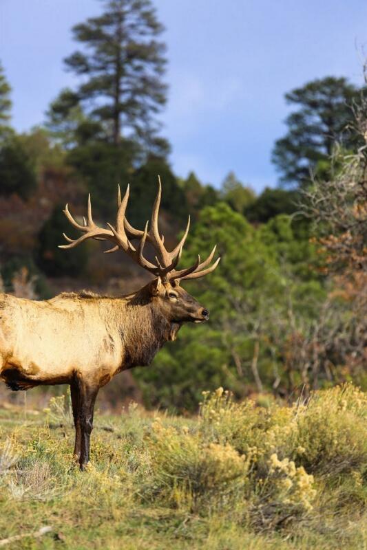 Quinlan Ranch for Sale in Chama, NM Rio Arriba County Farm & Ranch