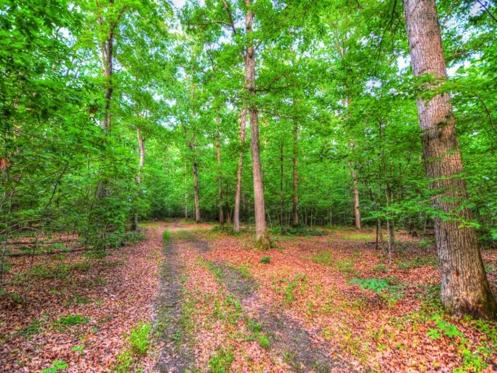 Cobham Forest on TBD Paddock Wood Road for Sale in Gordonsville, VA
